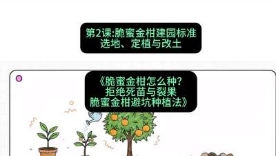第2节：脆蜜金柑建园标准：选地、定植与改土，课程：《脆蜜金柑怎么种？拒绝死苗与裂果，脆蜜金柑8步避坑种植法》#识农AI