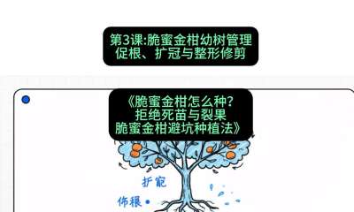 第3节：脆蜜金柑幼树管理：促根、扩冠与整形修剪，课程：《脆蜜金柑怎么种？拒绝死苗与裂果，脆蜜金柑8步避坑种植法》#识农AI