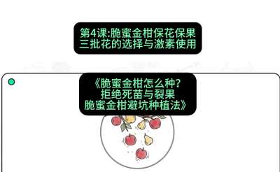 第4节：脆蜜金柑保花保果：三批花的选择与激素使用，课程：《脆蜜金柑怎么种？拒绝死苗与裂果，脆蜜金柑8步避坑种植法》#识农AI