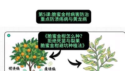第5节：脆蜜金柑病害防治：重点防溃疡病与黄龙病，课程：《脆蜜金柑怎么种？拒绝死苗与裂果，脆蜜金柑8步避坑种植法》#识农AI