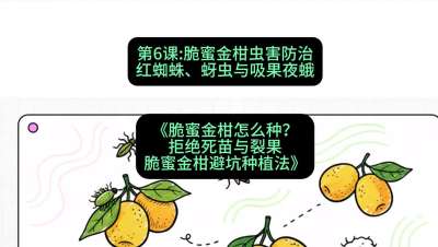第6节：脆蜜金柑虫害防治：红蜘蛛、蚜虫与吸果夜蛾，课程：《脆蜜金柑怎么种？拒绝死苗与裂果，脆蜜金柑8步避坑种植法》#识农AI