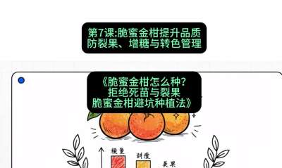 第7节：脆蜜金柑提升品质：防裂果、增糖与转色管理，课程：《脆蜜金柑怎么种？拒绝死苗与裂果，脆蜜金柑8步避坑种植法》#识农AI