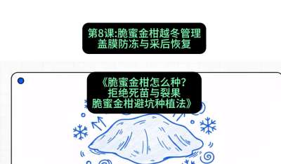 第8节：脆蜜金柑越冬管理：盖膜防冻与采后恢复，课程：《脆蜜金柑怎么种？拒绝死苗与裂果，脆蜜金柑8步避坑种植法》#识农AI