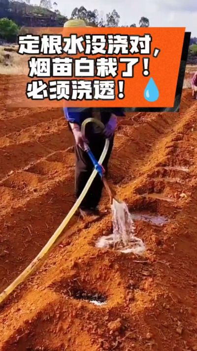 烤烟移栽定根水这么浇，烟苗稳活不僵苗！水里加点它，缓苗快、长势壮，种烟新手必看！