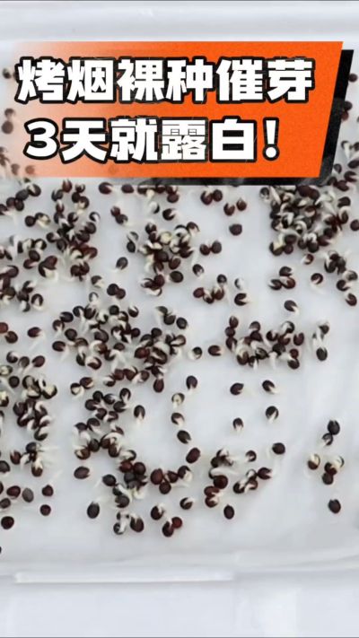 烤烟裸种催芽小技巧，清水浸泡、保温保湿，3天就能露白，出苗快又齐！烟农朋友收藏备用～