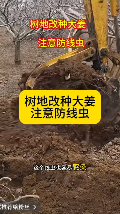 树地改种大姜，注意防线虫！