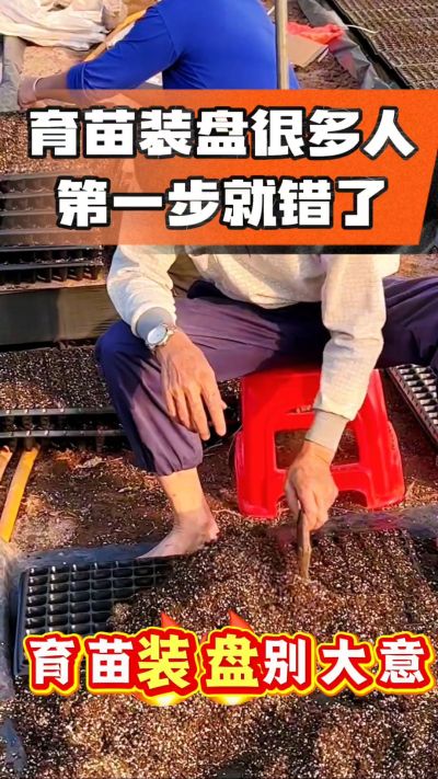 烤烟育苗基质装盘，一步做对，出苗整齐又壮苗！装盘技巧记牢，少走弯路，育苗更省心