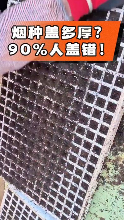 烟种盖多厚？90%烟农都盖错！薄盖才出苗齐、不闷种，烤烟育苗关键一步，照着做就对了