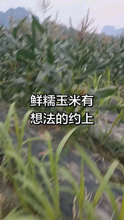 农户种植的白糯玉米大量上市，助农帮农在行动