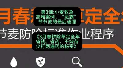 第3节：小麦救急高难案例，&ldquo;恶霸&rdquo;节节麦的最后通牒，课程：《3月春耕除草定全年：省钱、省药、不烧苗、少打两遍药的秘密》