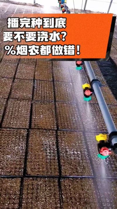 烤烟播完种一定要浇透底水，喷雾慢浇、别大水冲，盘底漏水才算到位，出苗又齐又壮！#烤烟育苗 #烤烟种植 #烟农干货 #育苗技术