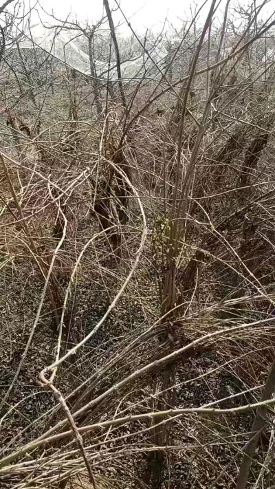 出售药用连翘苗，科研五号优质种苗，2/5年苗，药用连翘树，挂果树，全国包邮到家！财富密码18534302961