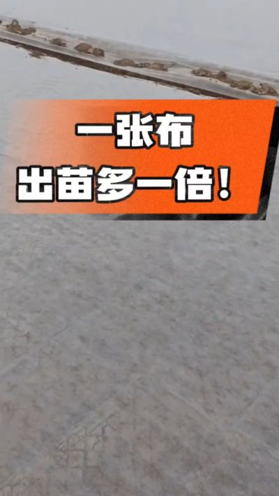 烤烟育苗盖无纺布，保温保湿出苗齐，不烂种、出苗快，烟农必备小技巧！