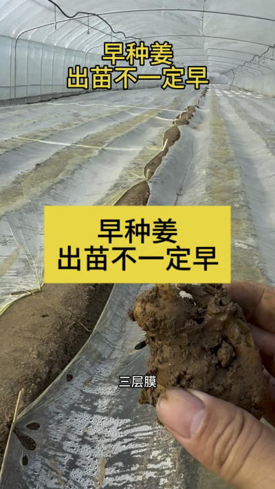 早种姜，出苗不一定早！