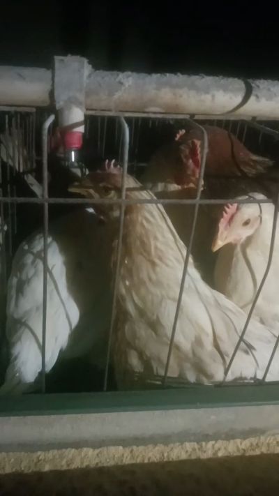 这鸡群在怪叫，怪叫的原因是痰化黏着，形成的比呼噜更重的一种呼吸道。其病因为肺中有热，热灼而痰黏，从而引起的怪叫。