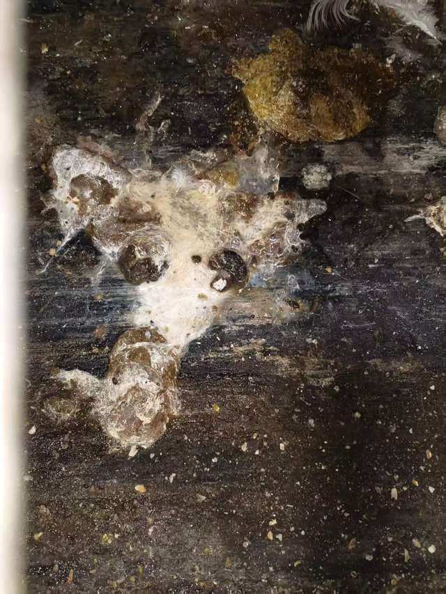 蛋鸡拉白稀的问题