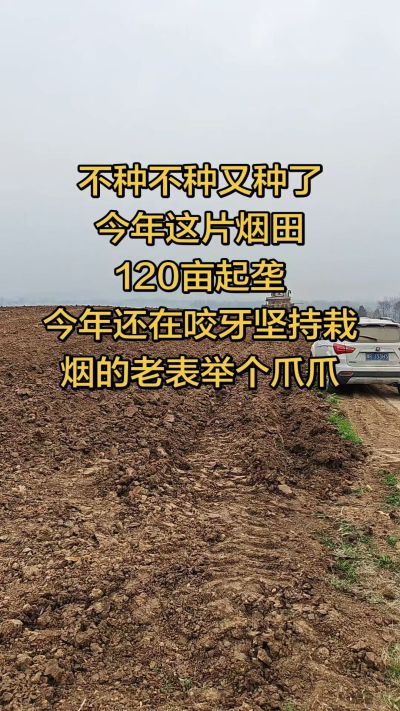 不种不种又种啦，还在咬牙坚持栽烟的老表集合啦！