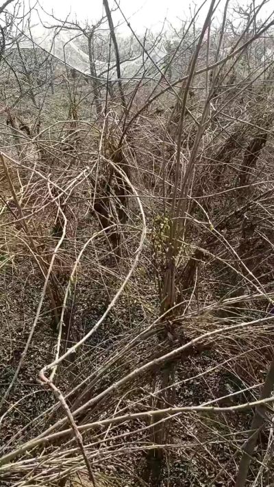 药用连翘苗，科研种苗定制树。挂果树。需要联系18534302961