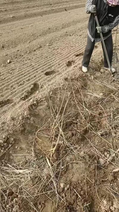 臭椿苗，一年籽播苗，地径0.5/1公分以上。需要联系18534302961