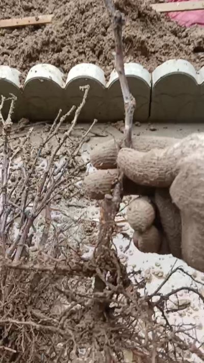 巨峰葡萄苗，一年扦插苗，需要联系我18534302961