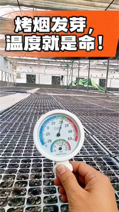 老烟农都懂：发芽温度不对，后期再管都白费！