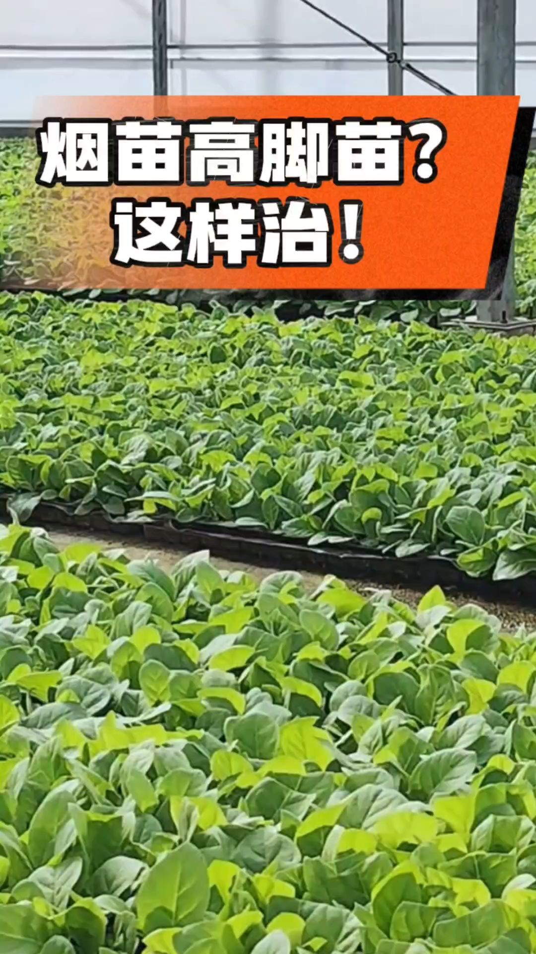 烤烟齐苗期管理关键：精准控温，防高脚苗，培育壮苗好上手！