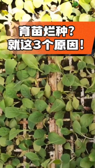 烤烟育苗烂种？3个原因讲清楚！消毒、控水、控温，做到就苗齐苗壮🔥
#烤烟育苗 #烤烟种植 #烂种防治 #烟农