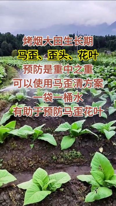 烤烟大田生长期，马歪歪头花叶预防是重中之重，可以使用马歪清方案，一袋一桶水，有助于预防马歪花叶。
烤烟管理早做一步，后期少操心！#烤烟种植#烤烟管理#烤烟大田管理#烤烟病害防治